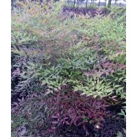 供應(yīng)南天竹40-100公分