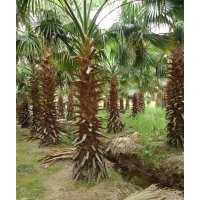 老人葵1-6m，華棕，華盛頓棕，老人葵價格