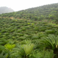 蘇鐵，鐵樹