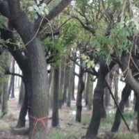 供應：銀海藻 雞冠熾（袋苗）