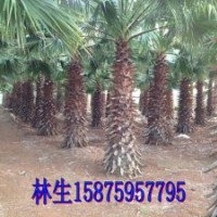 供應(yīng)廣東湛江市老人葵