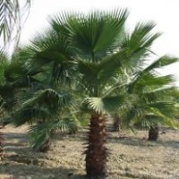 供應(yīng)老人葵價格 老人葵供應(yīng)商