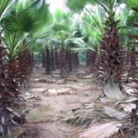 老人葵（華棕）