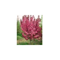 山東竹子，竹子直銷竹子價格，竹子供應，