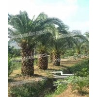 加拿利海棗 基地現(xiàn)貨直銷 自產(chǎn)自銷 精品