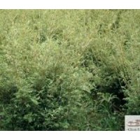 成都鳳尾竹苗木批發(fā) 觀音竹