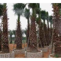 特價(jià)供應(yīng)華棕