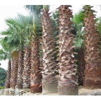 特價(jià)供應(yīng)老人葵