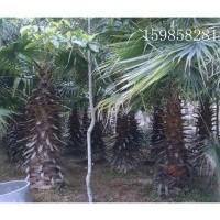 供應(yīng)華棕