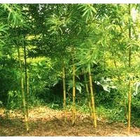 供應金香玉竹，青竹，剛竹，羅漢竹，紫竹，紅天竹，楠天竹等竹類