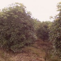 櫻花.海棠.紫薇.雞爪槭.紅楓.小苗出售