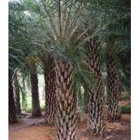 中東海棗報(bào)價(jià)，福建中東海棗價(jià)格，中東海棗供應(yīng)