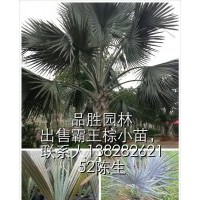 供應(yīng)霸王棕