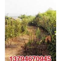 供應(yīng)大紅花油茶種苗