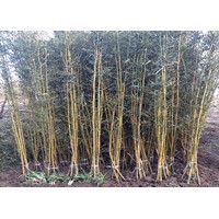 今日竹苗價(jià)格網(wǎng)低價(jià)出售紫竹毛竹青竹價(jià)格行情