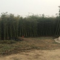 毛竹價(jià)格提供1公分青竹2公分金鑲玉竹3公分紫竹