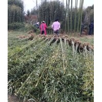 2015年河北竹苗價(jià)格出售紫竹鋼竹青竹1-5公分竹苗價(jià)格