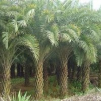 廣東銀海棗-云南銀海棗-貴州銀海棗-四川銀海棗-福建銀海棗-廣西