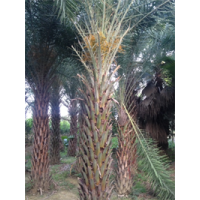 中東海棗桿高3米自產自銷