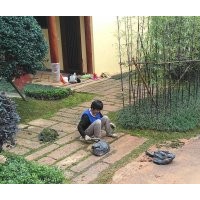 別墅庭院綠籬圍墻遮擋四季常綠竹子 江西省南昌市哪里竹子綠籬賣