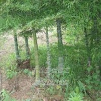 各種觀賞竹 龜甲竹每株2cm/200元