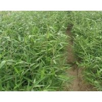 供應(yīng)中國廣西毛竹苗 毛竹 毛竹種子