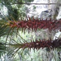 長期供應(yīng)老人葵