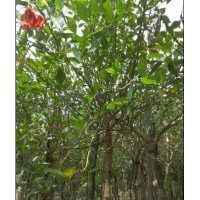 雞冠刺桐，雞冠刺桐袋苗