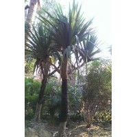 供應(yīng)各規(guī)格紅刺林投