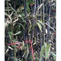四季青竹業(yè)出售北京竹苗價(jià)格山東竹苗價(jià)格河北竹苗價(jià)格