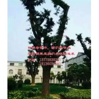 銀杏樹|十萬畝銀杏|12公分銀杏樹