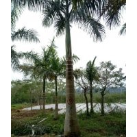 福建大王椰子，福建大王椰子價格，福建大王椰子供應