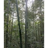 常年出售新鮮竹竿、竹苗