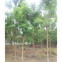 藍(lán)花楹，藍(lán)花楹價格