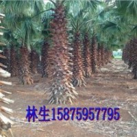 供應(yīng)廣東湛江市老人葵