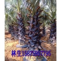 直銷廣西扇葉糖棕