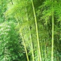 竹子大甩賣苗木