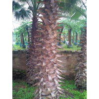 老人葵桿高3米自產自銷清場甩賣