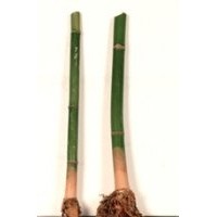 供應(yīng)麻竹苗 毛竹苗 甜竹苗 楠竹苗 八度筍苗 粽葉 麻竹種 竹筍種