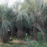 特價供應布迪椰子