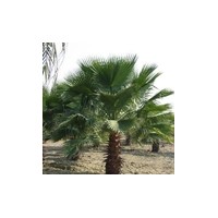 老人葵（華棕）小苗批發(fā)