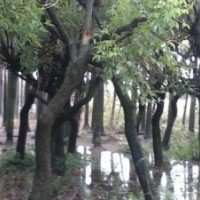 供應：銀海藻 雞冠熾