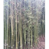 河北竹竿價格河北菜架竹價格今日竹竿價格