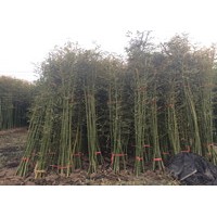 今日山東竹苗價(jià)格出售1公分2公分青竹金鑲玉竹竹苗