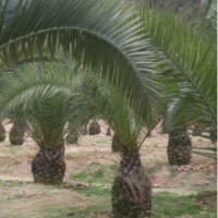 廣東加拿利海棗-云南加拿利海棗-四川加拿利海棗-廣西加拿利海棗-