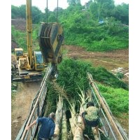 瀘州金山葵|成都金山葵|重慶金山葵|西南金山葵