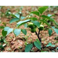 供8518核桃苗 9818核桃苗 核桃實生苗 成品苗