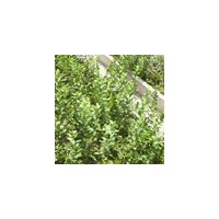 供應核桃苗 桃樹苗 山楂苗 柿子苗 白皮松