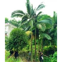 瀘州假檳榔|成都假檳榔|四川假檳榔|西南假檳榔