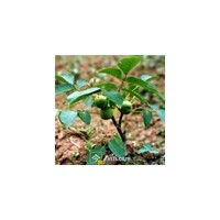 供核桃苗 蘋(píng)果苗 葡萄苗 棗樹(shù)苗 鈣果苗